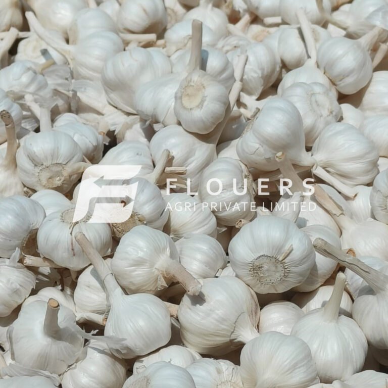 Fresh Garlic