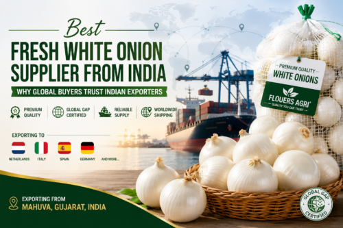 Fresh White Onion Exporter from India