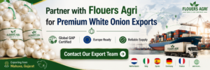 Fresh White Onion Exporter from India