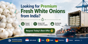 Fresh White Onion Supplier from India