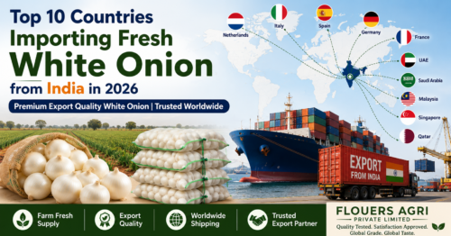 Top 10 countries importing fresh white onion from India in 2026 – Export quality white onion supplier from Gujarat.
