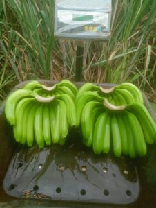 Premium Fresh Banana exporter and supplier from India by Flouers Agri Pvt Ltd offering export-quality bananas