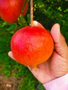 Premium Fresh Pomegranate exporter and supplier from India by Flouers Agri Pvt Ltd offering export-quality pomegranates