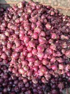 Fresh Red Onion exporter supplier from India premium export quality onions by Flouers Agri Pvt Ltd