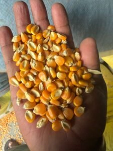 Premium Yellow Maize exporter and supplier from India by Flouers Agri Pvt Ltd offering export-quality yellow corn