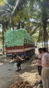Premium Semi Husk Coconut exporter and supplier from India by Flouers Agri Pvt Ltd offering export-quality coconuts