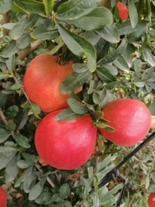 Premium Fresh Pomegranate exporter and supplier from India by Flouers Agri Pvt Ltd offering export-quality pomegranates