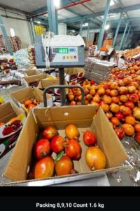 Premium Fresh Pomegranate exporter and supplier from India by Flouers Agri Pvt Ltd offering export-quality pomegranates