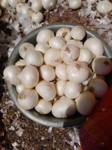 Export Quality White Onion by Flouers Agri Pvt. Ltd.