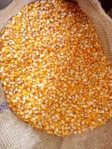 Premium Yellow Maize exporter and supplier from India by Flouers Agri Pvt Ltd offering export-quality yellow corn