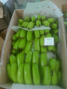 Premium Fresh Banana exporter and supplier from India by Flouers Agri Pvt Ltd offering export-quality bananas
