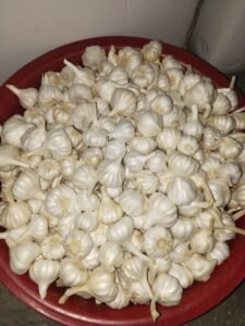 Premium Fresh Garlic exporter and supplier from India by Flouers Agri Pvt Ltd providing export-quality fresh garlic