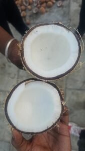 Premium Semi Husk Coconut exporter and supplier from India by Flouers Agri Pvt Ltd offering export-quality coconuts