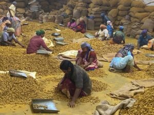 Premium Turmeric Finger exporter and supplier from India by Flouers Agri Pvt Ltd offering export-quality whole turmeric