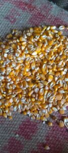 Premium Yellow Maize exporter and supplier from India by Flouers Agri Pvt Ltd offering export-quality yellow corn