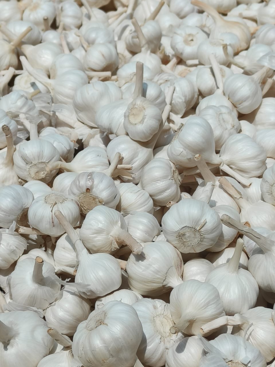 Fresh Garlic Exporter from India — Flouers Agri Pvt. Ltd.
