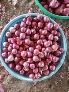 Fresh Pink Onion exporter from India premium Nashik pink onions by Flouers Agri Pvt Ltd