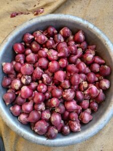 Fresh Red Onion exporter supplier from India premium export quality onions by Flouers Agri Pvt Ltd