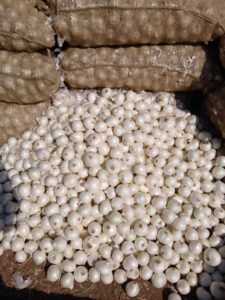 Fresh White Onion Supplier from India