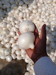 Fresh White Onion exporter from India by Flouers Agri Pvt Ltd premium quality white onions for global export