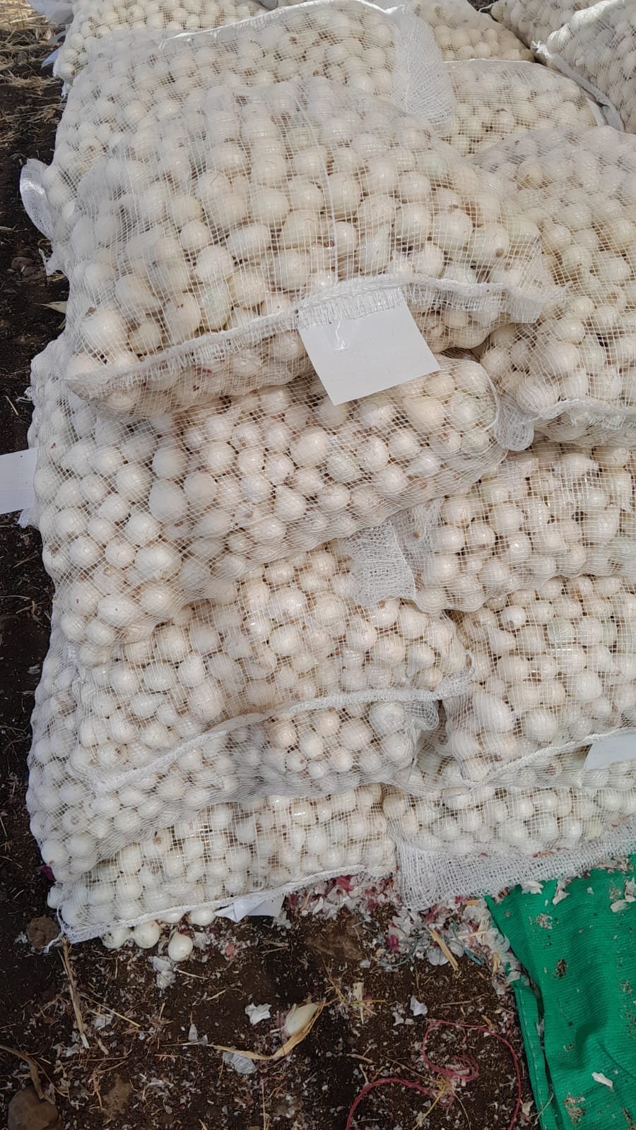 Fresh White Onion Exporter to Vietnam — Flouers Agri Pvt. Ltd.