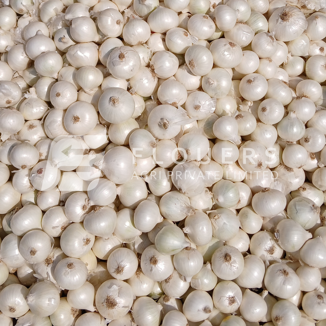 Fresh White Onion Exporter from India — Flouers Agri Pvt. Ltd.