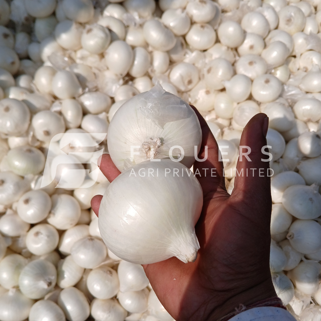 Fresh White Onion