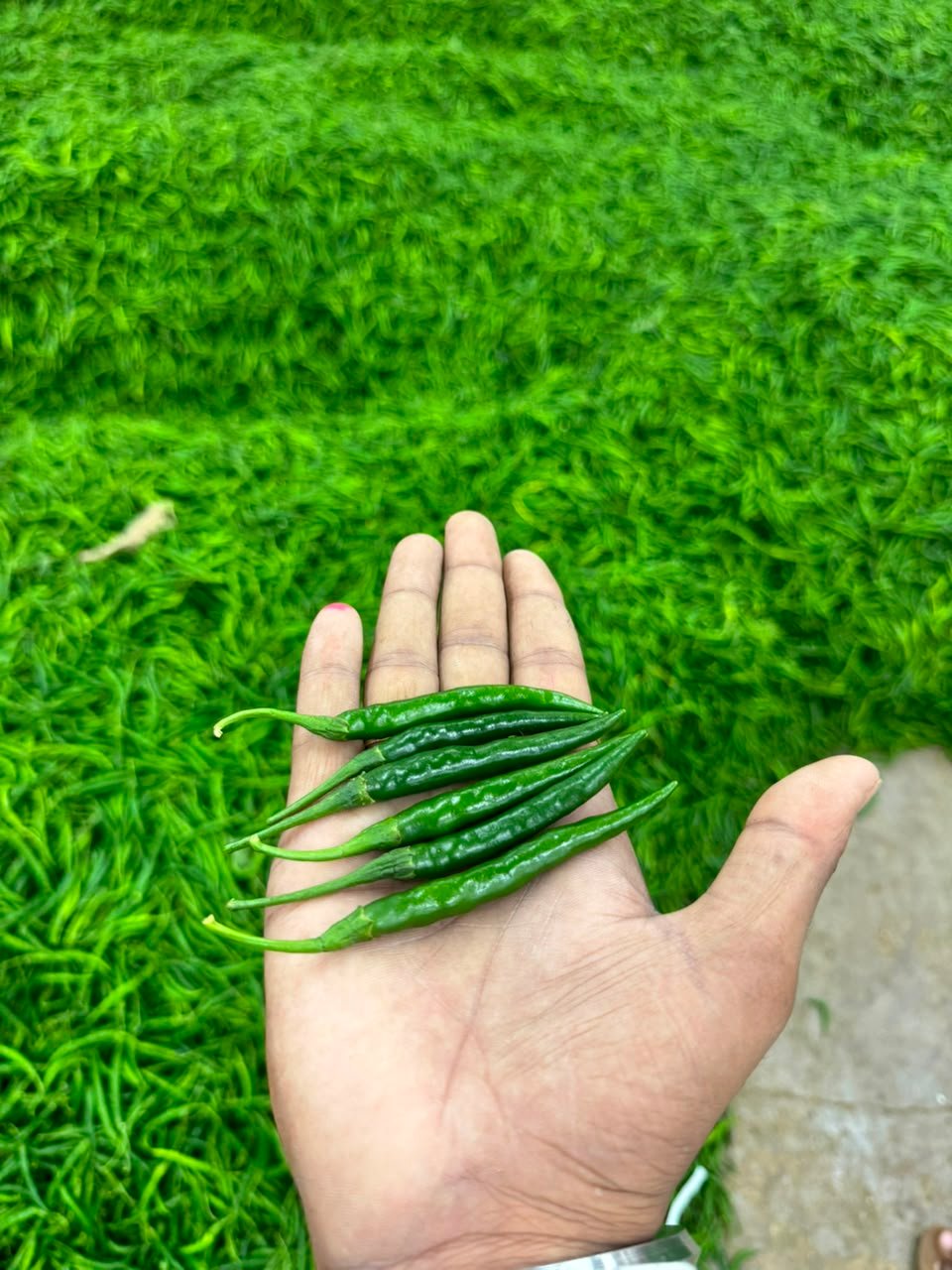 Fresh Green Chilli
