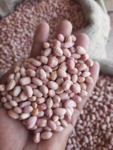 Premium Groundnut (Peanuts) exporter and supplier from India by Flouers Agri Pvt Ltd offering export-quality peanuts