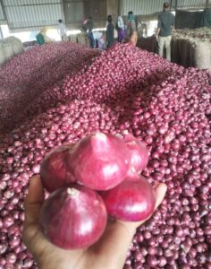 Fresh Red Onion exporter supplier from India premium export quality onions by Flouers Agri Pvt Ltd