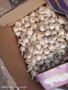 Premium Fresh Garlic exporter and supplier from India by Flouers Agri Pvt Ltd providing export-quality fresh garlic