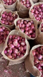 Fresh Pink Onion exporter from India premium Nashik pink onions by Flouers Agri Pvt Ltd