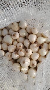 Indian White Onion for International Export