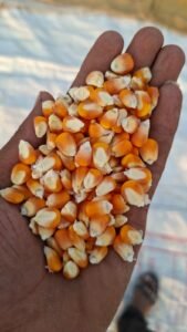 Premium Yellow Maize exporter and supplier from India by Flouers Agri Pvt Ltd offering export-quality yellow corn