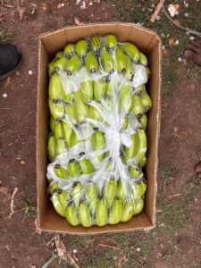 Premium Fresh Banana exporter and supplier from India by Flouers Agri Pvt Ltd offering export-quality bananas