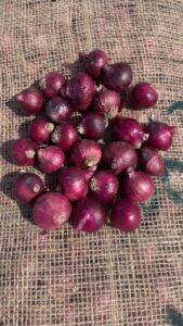 Fresh Red Onion exporter supplier from India premium export quality onions by Flouers Agri Pvt Ltd
