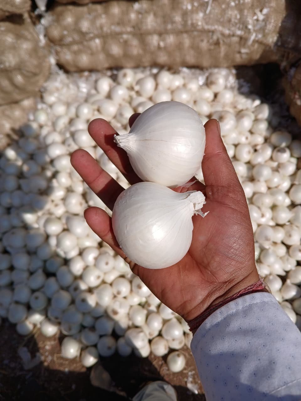 Fresh White Onion