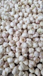 Premium Fresh Garlic exporter and supplier from India by Flouers Agri Pvt Ltd providing export-quality fresh garlic