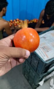 Premium Fresh Pomegranate exporter and supplier from India by Flouers Agri Pvt Ltd offering export-quality pomegranates