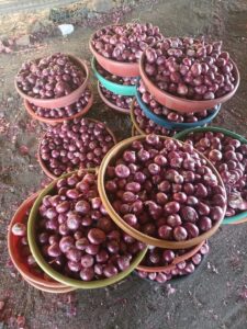 Fresh Pink Onion exporter from India premium Nashik pink onions by Flouers Agri Pvt Ltd