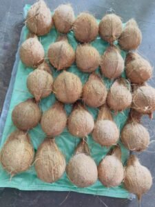 Premium Semi Husk Coconut exporter and supplier from India by Flouers Agri Pvt Ltd offering export-quality coconuts