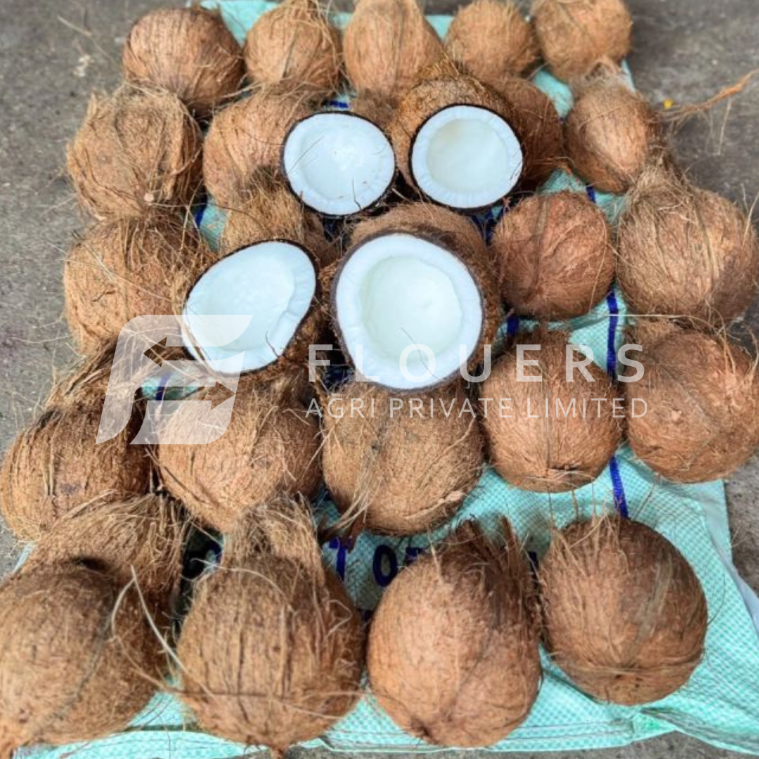 Semi Husk Coconut Exporter from India — Flouers Agri Pvt. Ltd.