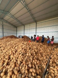 Premium Semi Husk Coconut exporter and supplier from India by Flouers Agri Pvt Ltd offering export-quality coconuts
