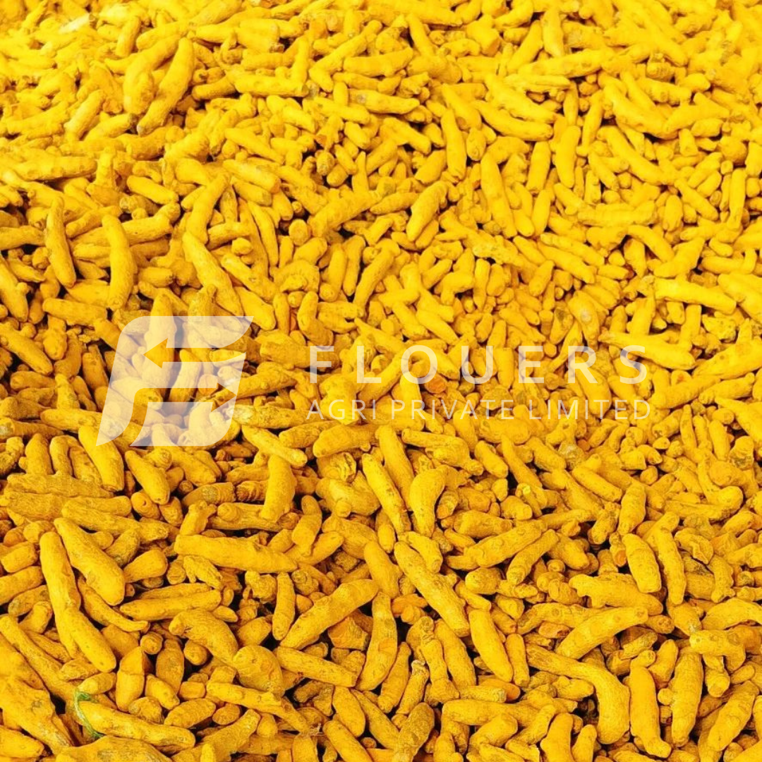 Turmeric Finger Exporter from India — Flouers Agri Pvt. Ltd.