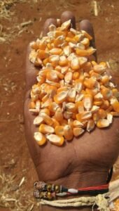 Premium Yellow Maize exporter and supplier from India by Flouers Agri Pvt Ltd offering export-quality yellow corn