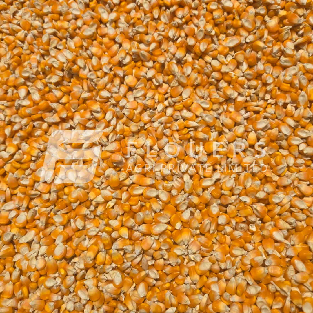 Yellow Maize Exporter from India — Flouers Agri Pvt. Ltd.