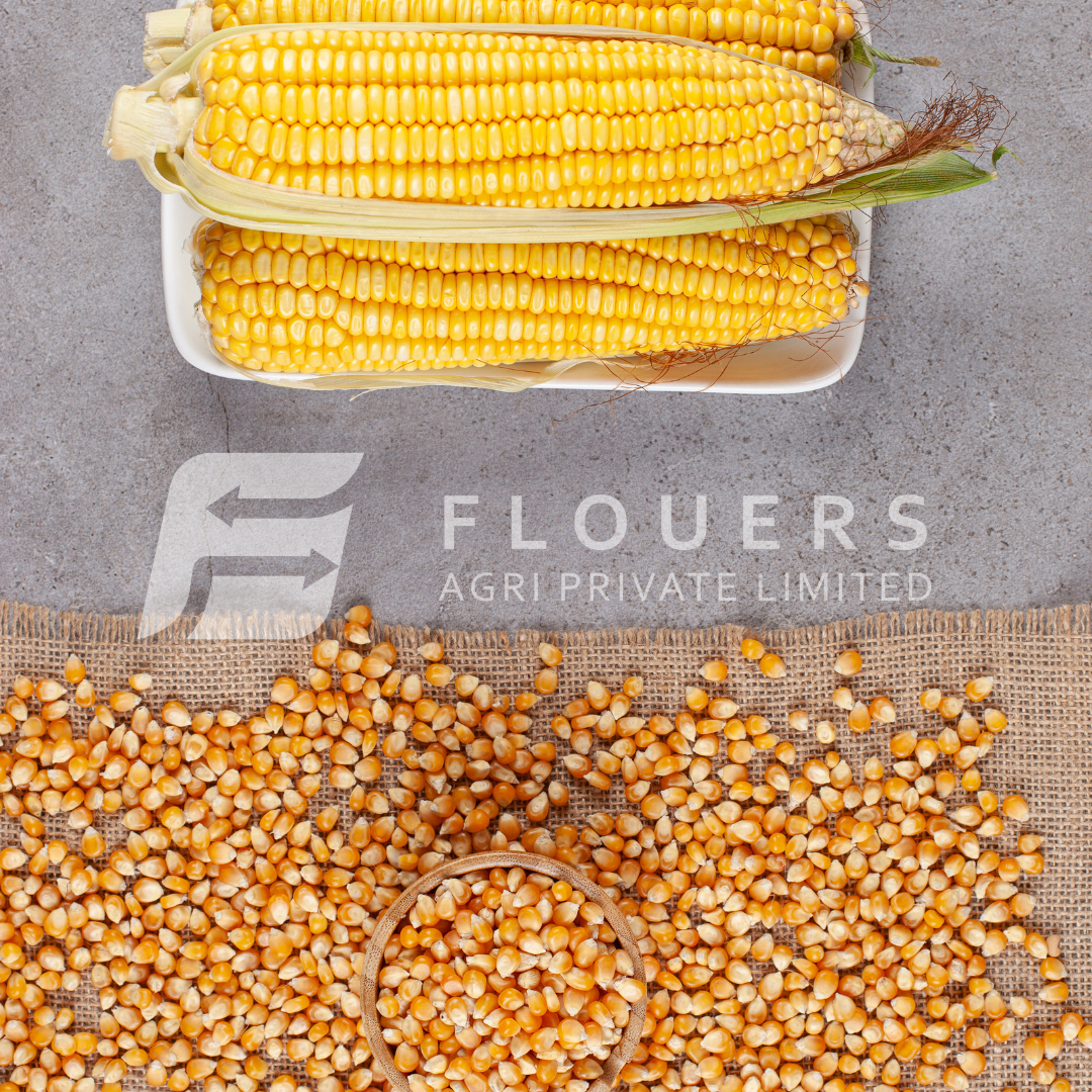 Yellow Maize