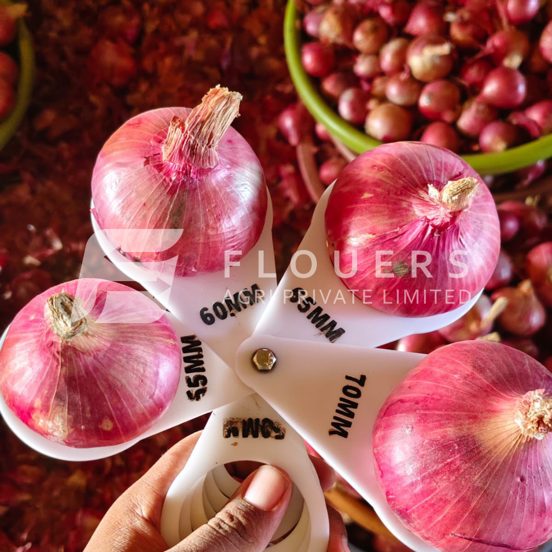 Fresh Pink Onion